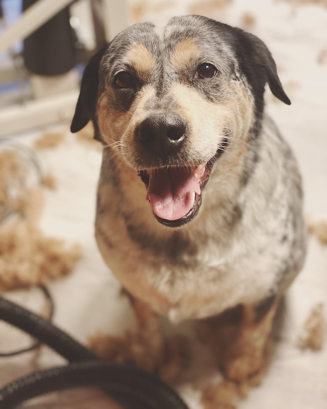 Freshly groomed dog at Marvellous Muttz #4