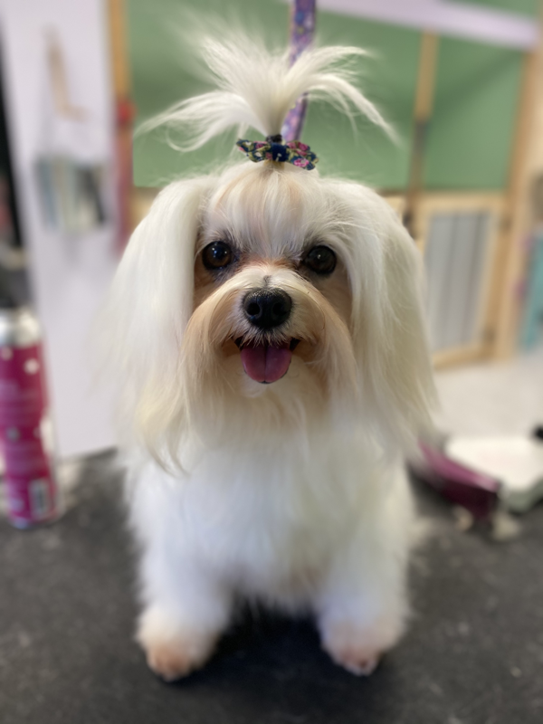Freshly groomed dog at Marvellous Muttz #78