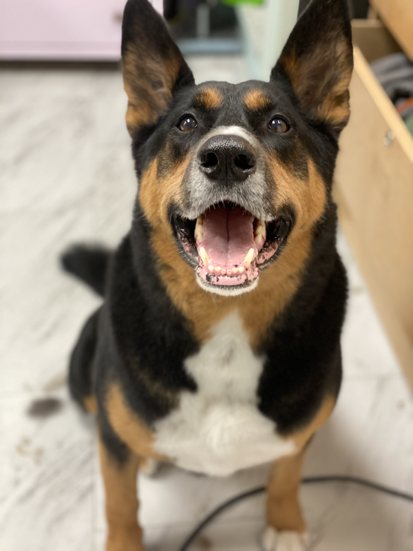 Freshly groomed dog at Marvellous Muttz #45