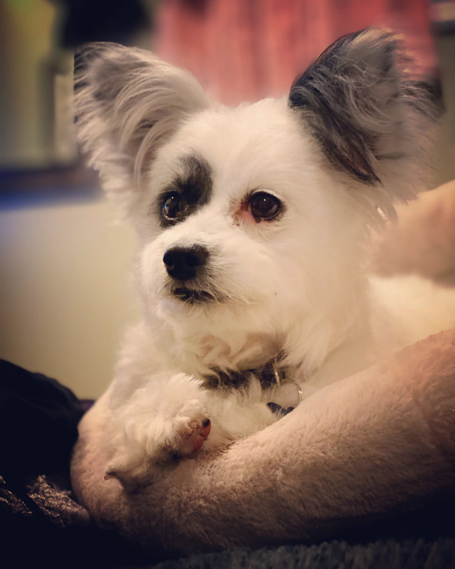 Freshly groomed dog at Marvellous Muttz #25