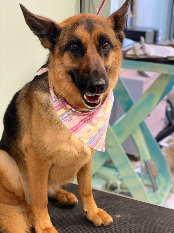 Freshly groomed dog at Marvellous Muttz #3