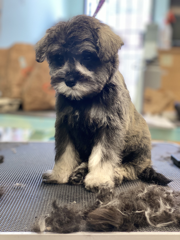 Freshly groomed dog at Marvellous Muttz #77