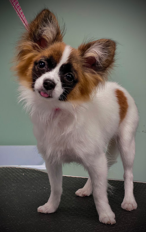 Freshly groomed dog at Marvellous Muttz #11