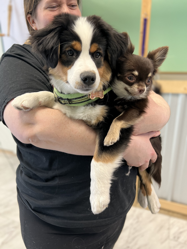 Freshly groomed dog at Marvellous Muttz #56