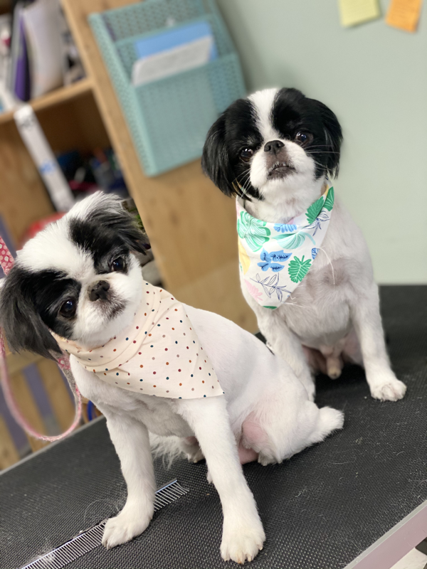 Freshly groomed dog at Marvellous Muttz #49