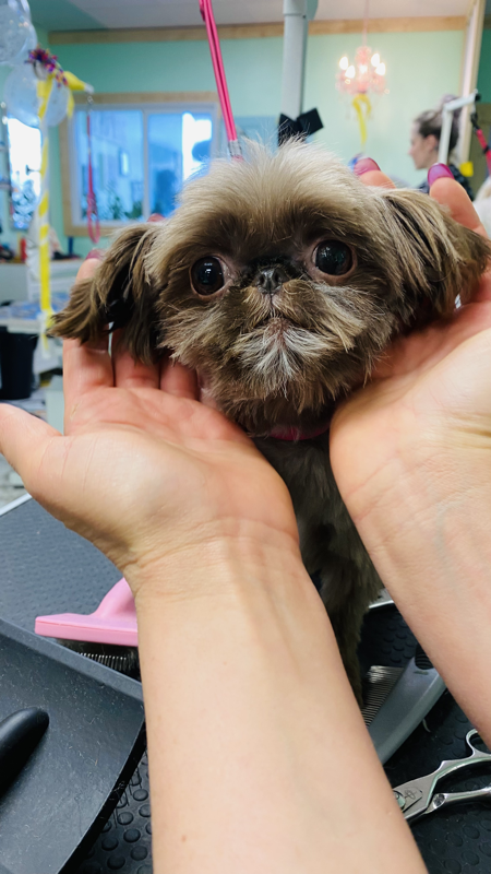 Freshly groomed dog at Marvellous Muttz #83