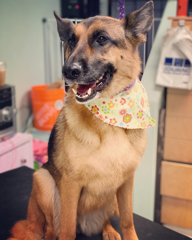 Freshly groomed dog at Marvellous Muttz #37