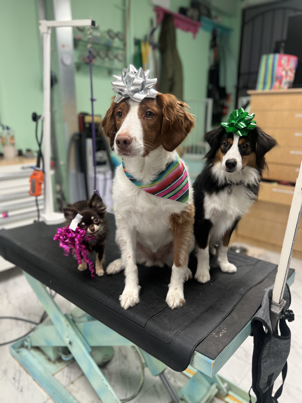 Freshly groomed dog at Marvellous Muttz #62