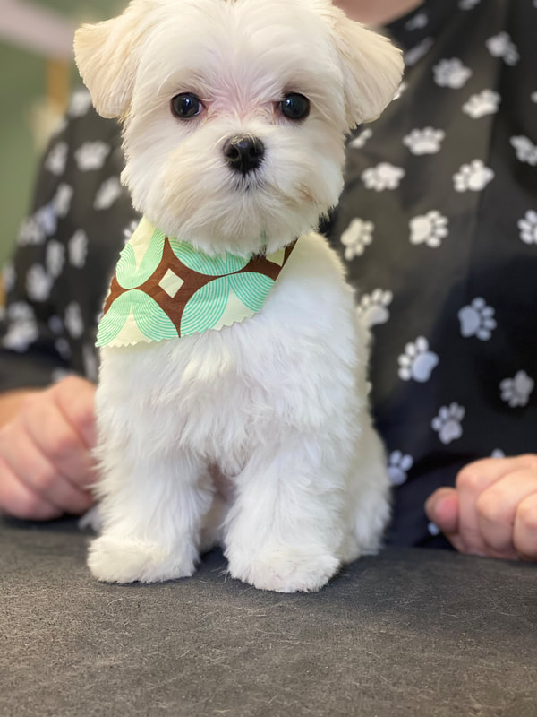 Freshly groomed dog at Marvellous Muttz #21