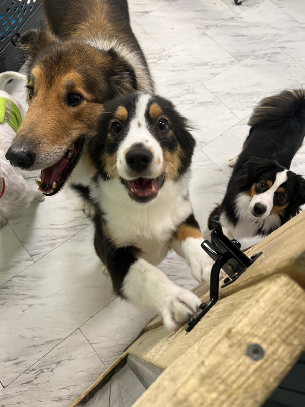 Freshly groomed dog at Marvellous Muttz #75