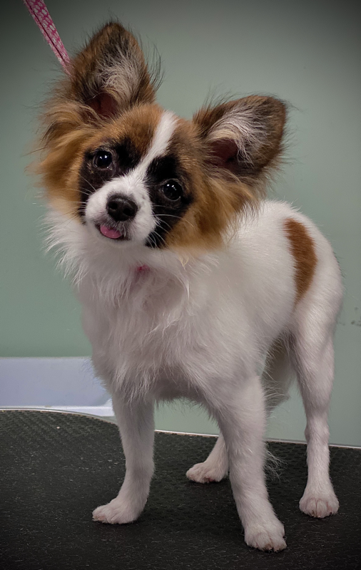 Freshly groomed dog at Marvellous Muttz #60